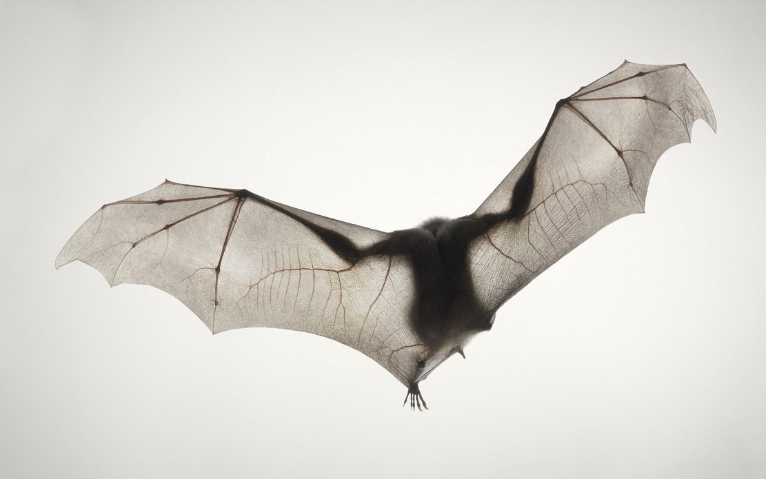 Almost Human - Bat