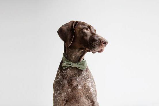 Max-Bone Dog Fashion