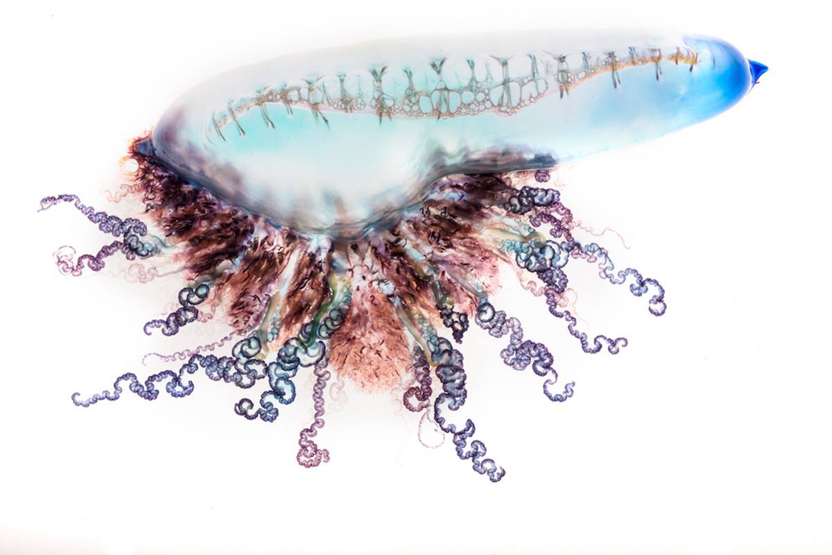 portuguese man of war photography series by aaron ansarov