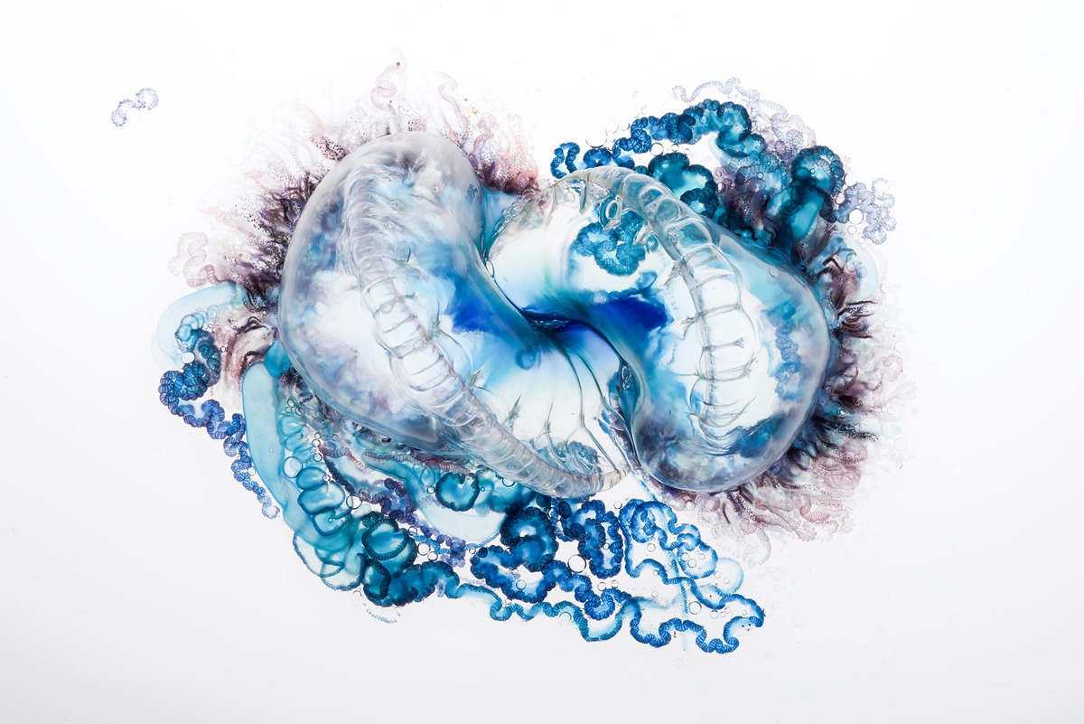portuguese man of war photography series by aaron ansarov