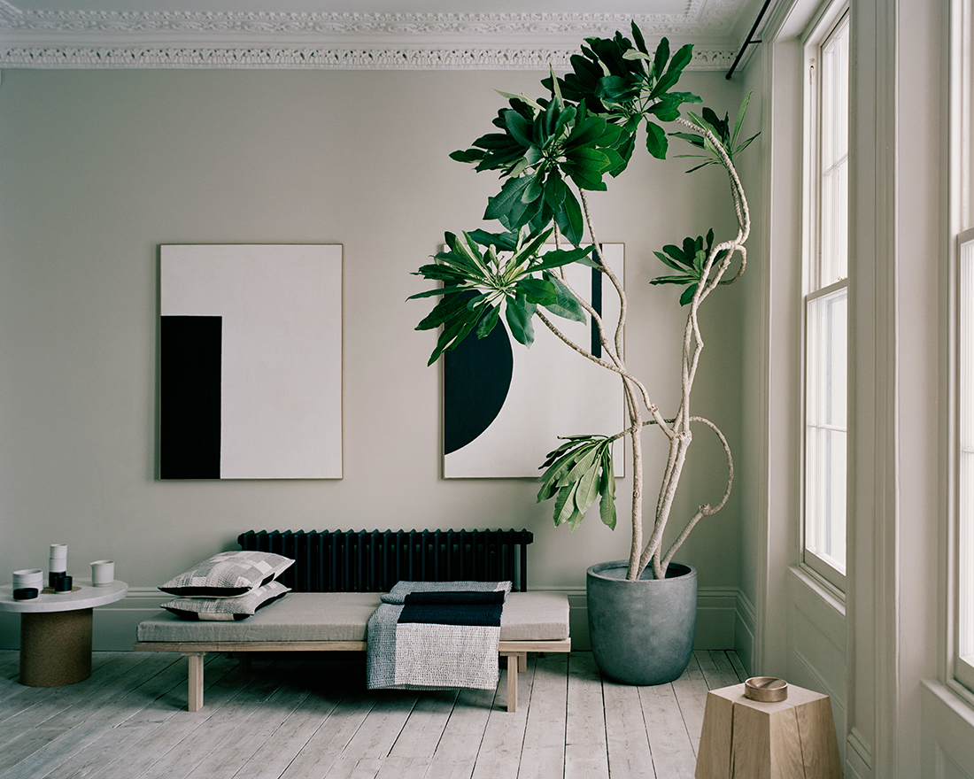 Plumeria Indoor Plant | DPAGES